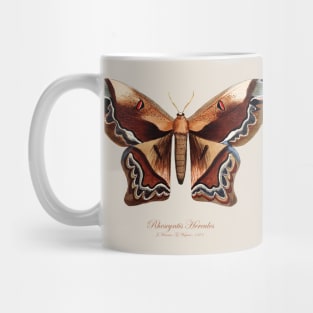 Moth - Giant Silk Moth, Rhescyntis Hercules or Arsenura Sylla Mug